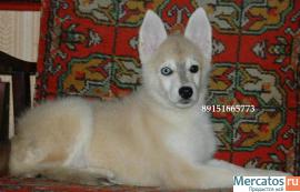 хаски недорого 3