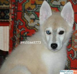 хаски недорого 4