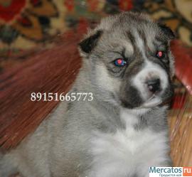 хаски щеночки недорого