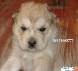 хаски щеночки недорого 2