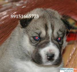 хаски щеночки недорого 3