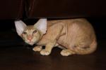 Сфинкс петербургский котик 3.5мес. ярко-рыжий флоковый с родосло