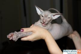 котенок петербургского сфинкса голорожденная кошечка с родословн