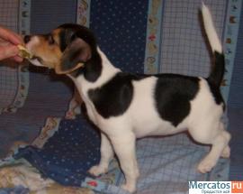 Щенки Джек Рассела