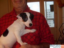 Щенки Джек Рассела 2