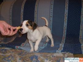 Щенки Джек Рассела 3