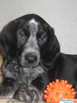 Щенок-мальчик в дар