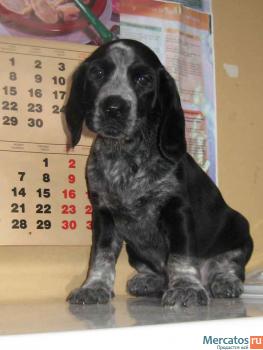 Щенок-мальчик в дар 2