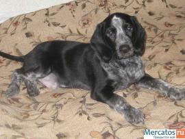 Щенок-мальчик в дар 3