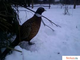 охота.полевая