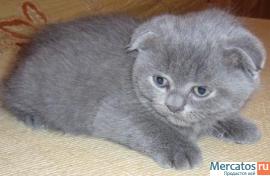 Продам котят шотландской вислоухой