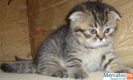 Продам котят шотландской вислоухой 2