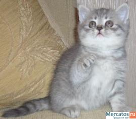 Продам котят шотландской вислоухой 3