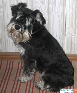 Щенки Цвергшнауцера Черные с Серебром