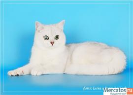 Британец шиншилла.