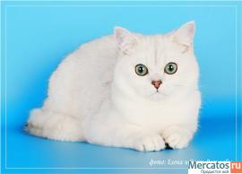 Британец шиншилла. 2