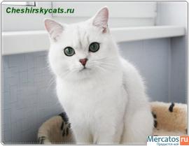 Британец шиншилла. 4