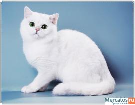 Британец шиншилла. 5