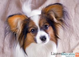 Щенки папильона / папийона 2