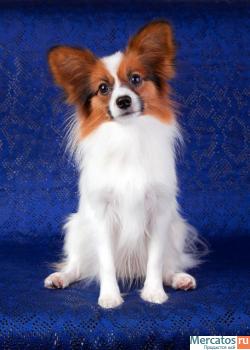 Щенки папильона / папийона 3