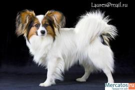 Щенки папильона / папийона 4