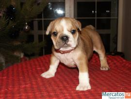 Великолепные щенки Английского Бульдога.