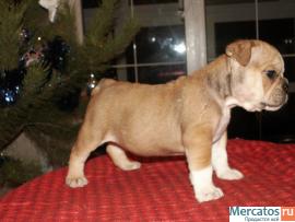 Великолепные щенки Английского Бульдога. 2