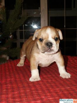 Великолепные щенки Английского Бульдога. 3