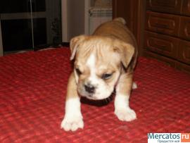 Великолепные щенки Английского Бульдога. 4