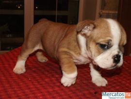 Великолепные щенки Английского Бульдога. 5