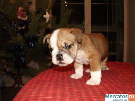 Великолепные щенки Английского Бульдога. 6