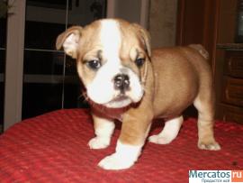 Великолепные щенки Английского Бульдога. 7