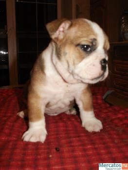 Великолепные щенки Английского Бульдога. 8