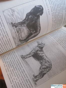 Собаки охотничьи Легавые Сабанеев 490 страниц с рисунками 9