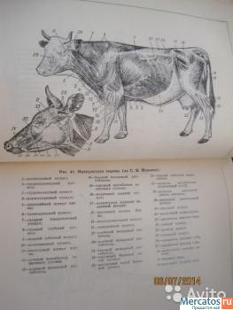 Всё о мясе и мясопродуктах { 1959 } КЛАССИКА ЖАНРА 3