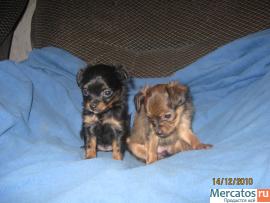 Щенки русского длинношерстного той-терьера