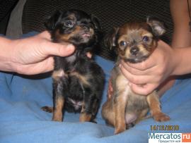 Щенки русского длинношерстного той-терьера 2