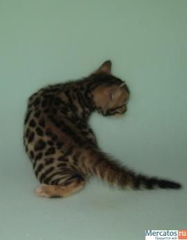 Бенгальские котята-экзотическая красота домашней кошки 2