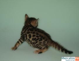 Бенгальские котята-экзотическая красота домашней кошки 3
