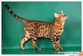 Бенгальские котята-экзотическая красота домашней кошки 5