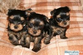 Сделай себе подарок.о котором никогда не пожалеешь! 8