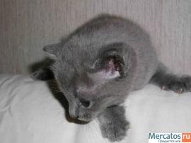 Котята Русские голубые