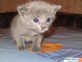 Котята Русские голубые 2