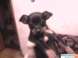 продам щенка