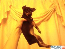 продам щенка 2