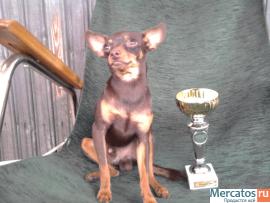 продам щенка 3