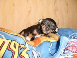 продам щенка 4