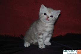 Маленький котенок ищет свою маму