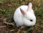 Белые карликовые крольчата
