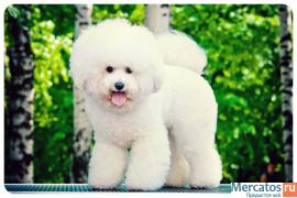 Элитные щенки Бишон Фризе